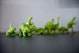Image of green toy dinosaurs in a line